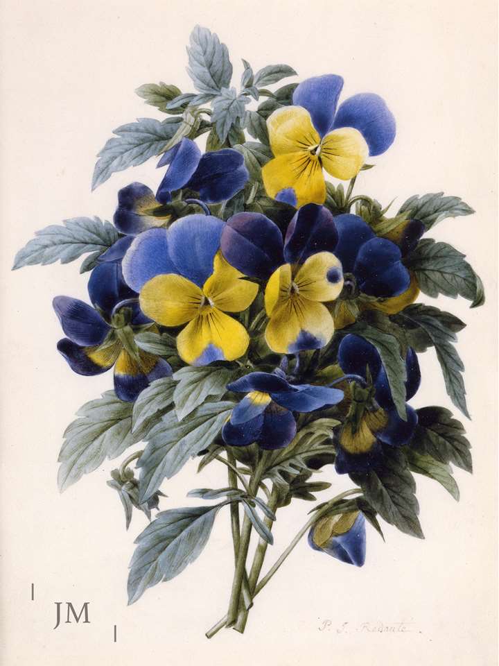A posy of pansies